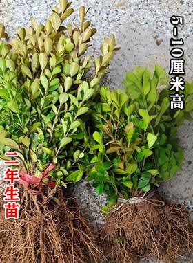 瓜子黄杨苗小叶四季常青庭院耐旱