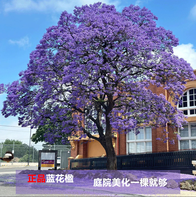 稀有蓝花楹树苗别墅庭院绿化