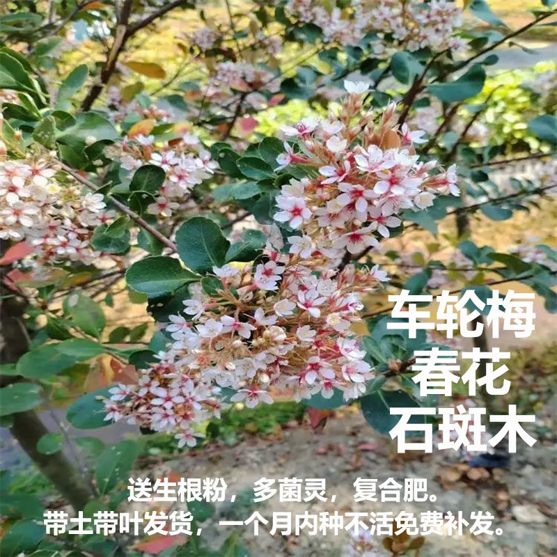 车轮梅苗春花树苗石斑木造型绿植盆景庭院绿化耐寒花树盆栽风景树
