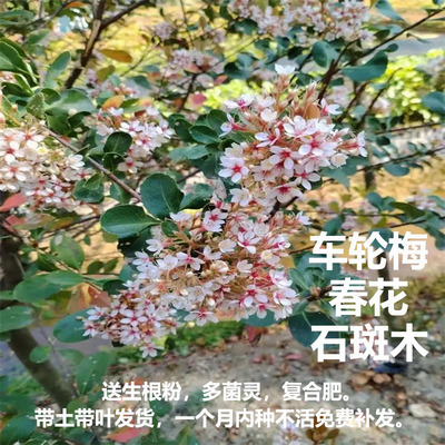春花石斑木四季常青名贵植物绿植