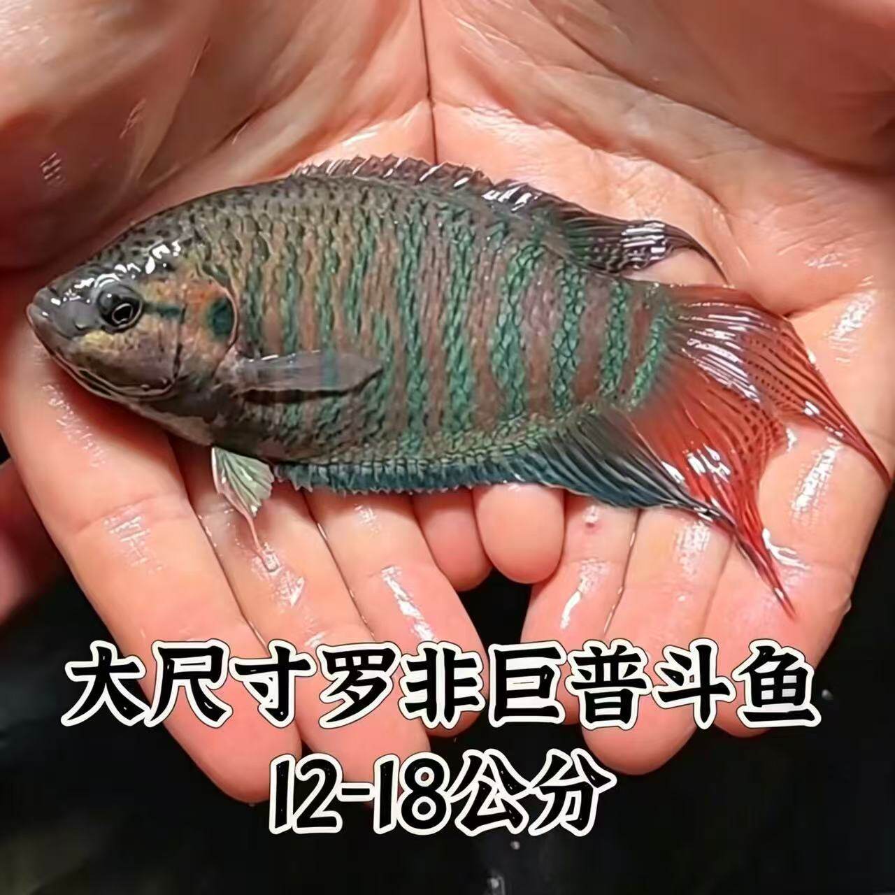 中国斗鱼新品罗非活体12-18厘米冷水淡水观赏鱼旁皮婆叉尾耐好养