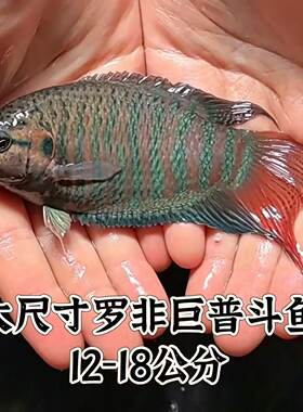中国斗鱼新品罗非活体12-18厘米冷水淡水观赏鱼旁皮婆叉尾耐好养