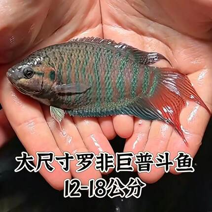 中国斗鱼新品罗非活体12-18厘米冷水淡水观赏鱼旁皮婆叉尾耐好养