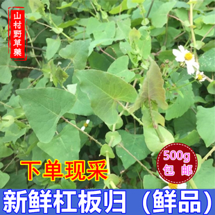 新鲜杠板归 河白草500g包邮 蛇倒退中草药带状腰蛇泡皮肤湿痒洗澡