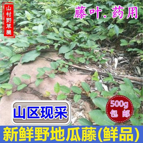四川野地瓜藤药用栽种都可以