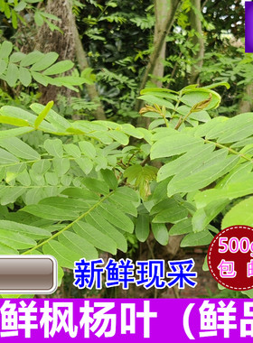 麻柳叶枫杨树叶麻柳树根树皮