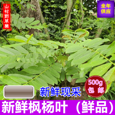 麻柳叶枫杨树叶麻柳树根树皮