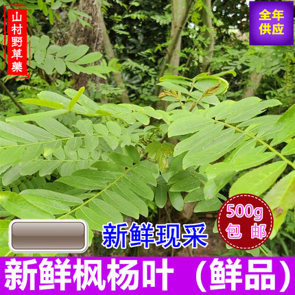 新鲜枫杨叶500g包邮麻柳树叶 现挖麻柳根枫杨树根 药材煮水洗止痒