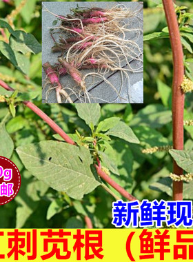 新鲜红刺苋菜根野刺苋包邮