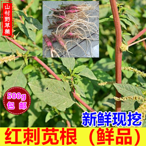 新鲜红刺苋菜根野刺苋包邮
