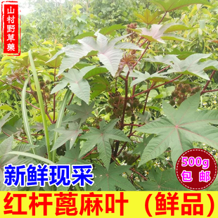 新鲜红杆蓖麻叶 山区现采蓖麻叶子500g包邮 红梗蓖麻草麻中草药材