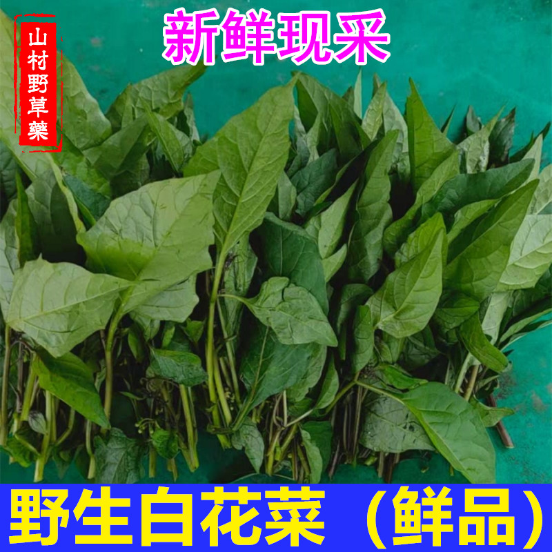 新鲜白花菜 现采食用龙葵草嫩尖叶500g包邮 乌籽菜做汤炒煮拌野菜