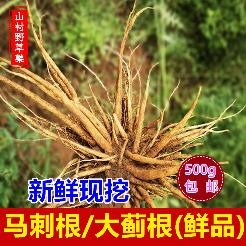 马刺根大蓟根刺儿菜根炖汤药材