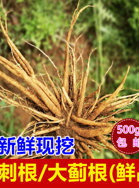 新鲜大蓟根 云南马刺根500g包邮恶鸡婆刺萝卜刺儿菜根炖汤 中药材
