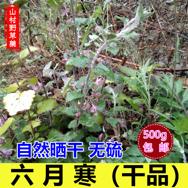 中药材 六月寒 干货蜂子草三花莸野芝麻大风寒草山卷莲野荆芥包邮