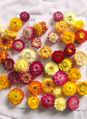雏菊干花易花坊真花DIY材料