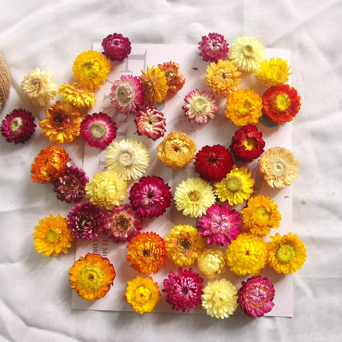 雏菊干花易花坊真花DIY材料