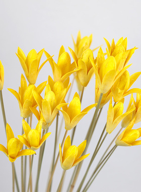 【玉兰花】天然艺术干花装饰插花家居摆设原生态拍摄道具干花花束