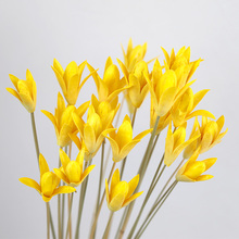 【玉兰花】天然艺术干花装饰插花家居摆设原生态拍摄道具干花花束