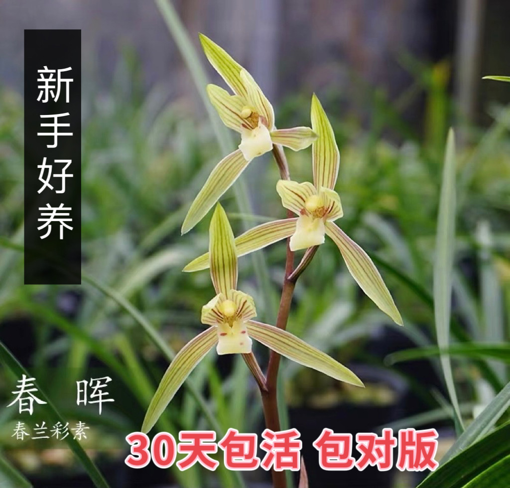 兰花苗素心浓香室内阳台绿植盆栽花卉好养易活四季开花春兰春晖,鲜花速递/花卉仿真/绿植园艺,国兰/杂交兰/洋兰类,淘宝优惠券,粉丝福利购,淘宝优惠卷