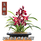 玉鼎红花卉名贵对版 四季 建兰盆栽绿植室内好养兰花浓香新手花苞