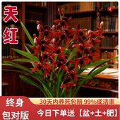 建兰天红四季 兰花苗带花苞室内好养浓香花卉盆栽绿植开花客厅阳台