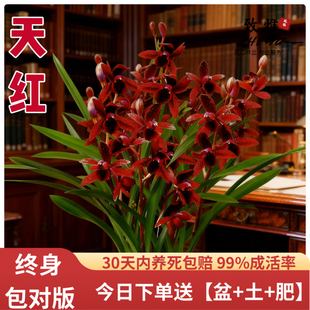 建兰天红四季 兰花苗带花苞室内好养浓香花卉盆栽绿植开花客厅阳台