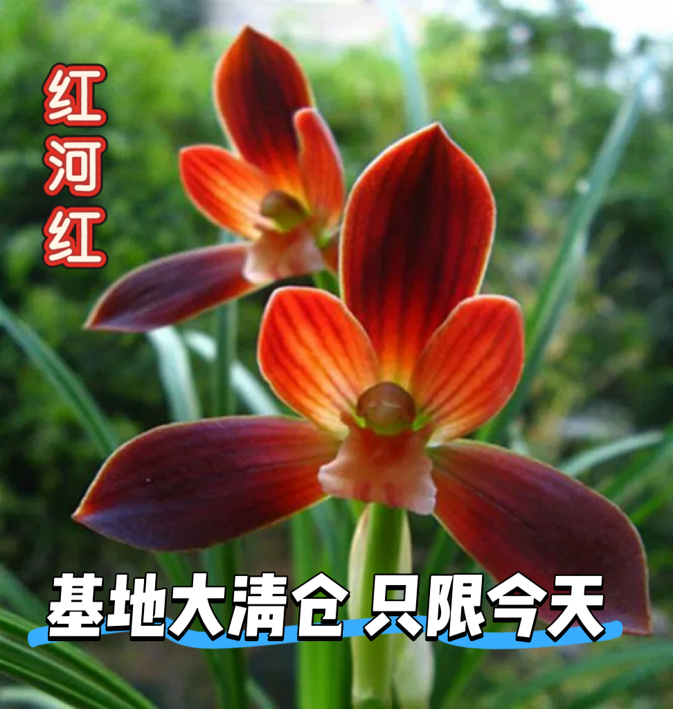 兰花盆栽植物室内春兰红河红花苞浓香型好养阳台客厅名贵兰花苗