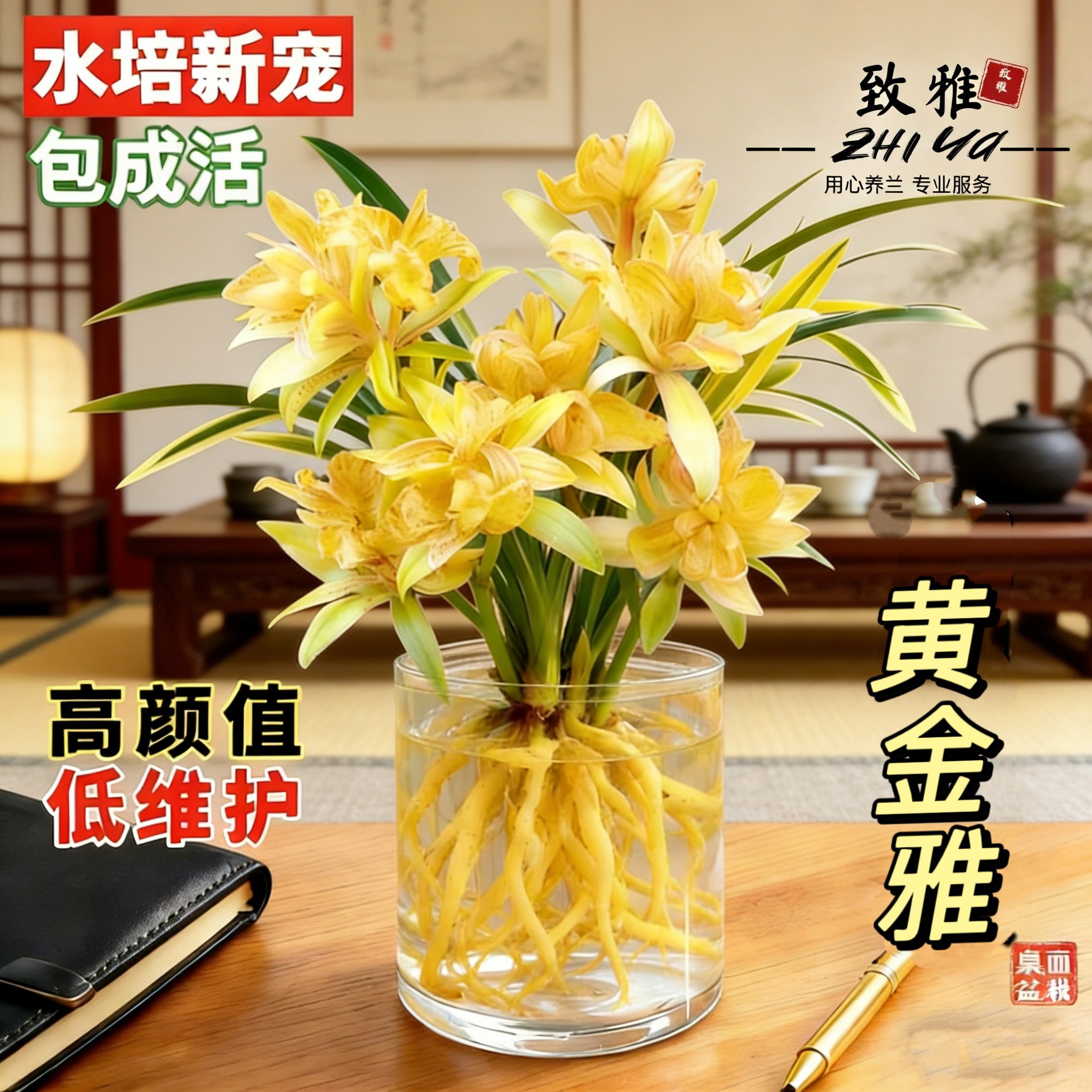水培兰花苗金边黄金雅室内办公室小盆栽绿植花卉好养四季兰花花苞
