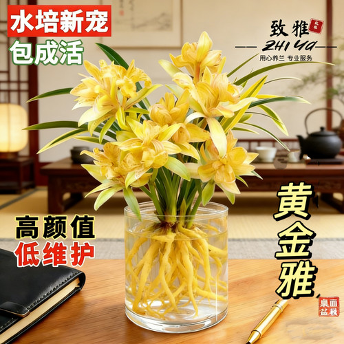 水培兰花苗金边黄金雅室内办公室小盆栽绿植花卉好养四季兰花花苞