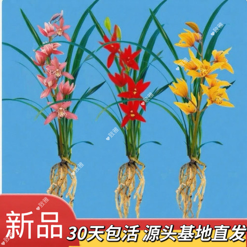 【新手必入套餐】兰花苗浓香型室内花卉盆栽绿植好养易活送礼