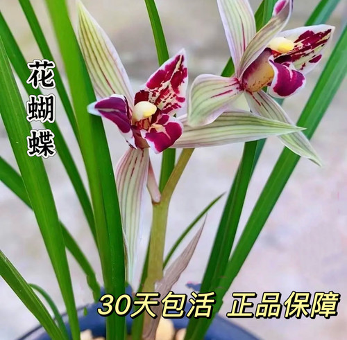 春兰花蝴蝶兰花苗浓香花苞好养新手盆栽花卉绿植铭品正品送礼