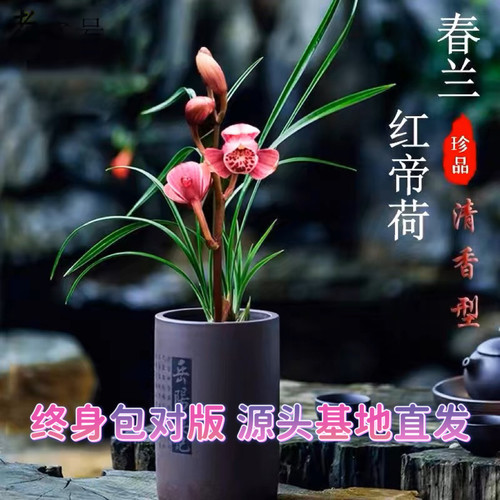 兰花苗春兰红帝荷兰花盆栽冬带花苞浓香型好养活室内花卉绿植