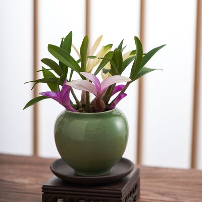 七彩香水石斛兰花四季兰好养绿植浓香改善睡眠绿植净化空气盆栽