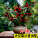 建兰天红四季 兰花苗带花苞室内好养浓香花卉盆栽绿植开花客厅阳台