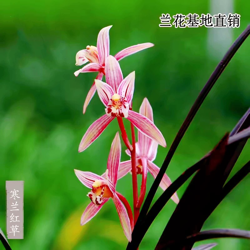 高端兰花正品寒兰红草带花浓香彩素好养室内茶台桌面高级花卉盆栽