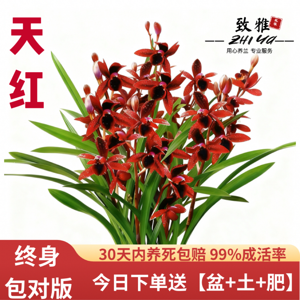 对版兰花苗四季建兰天红夏带花浓香好养室内办公室绿植花卉盆栽