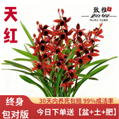 对版 兰花苗四季 建兰天红夏带花浓香好养室内办公室绿植花卉盆栽