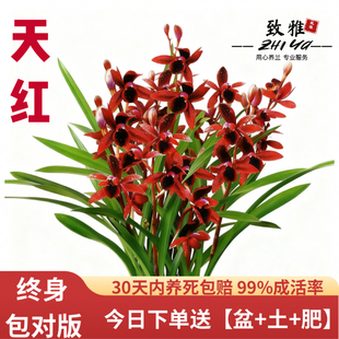 建兰天红四季 兰花苗带花苞室内好养浓香花卉盆栽绿植开花客厅阳台