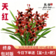 对版 建兰天红夏带花浓香好养室内办公室绿植花卉盆栽 兰花苗四季