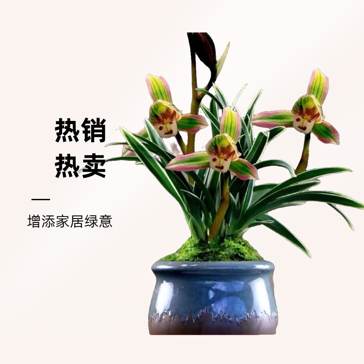 建兰 帝王妃金边叶艺 四季兰矮种好养兰花苗  浓香浓香型发货