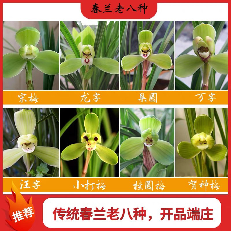 春兰老八种合集宋梅集圆龙字万字汪字小打梅贺神梅桂圆梅兰花苗