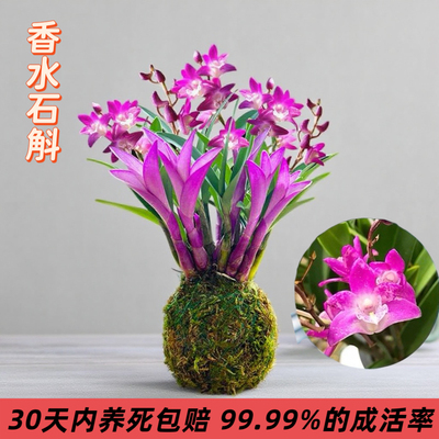 七彩香水石斛兰花四季兰好养绿植浓香改善睡眠绿植净化空气盆栽