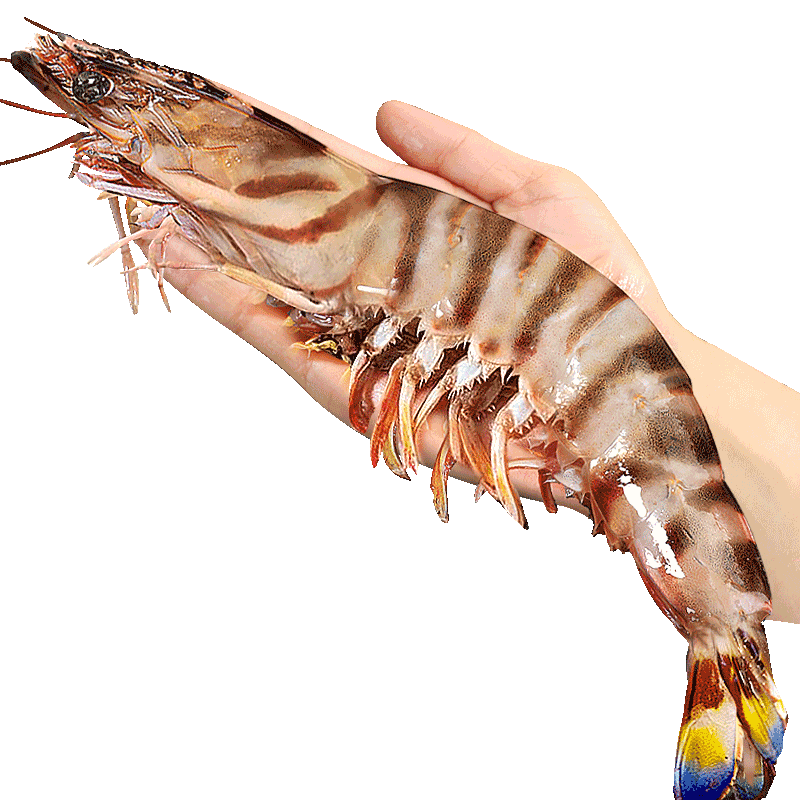 顺丰日达！巨型竹节虾特大九节虾