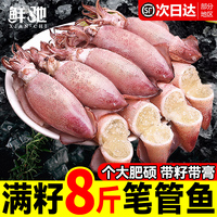 新貨滿籽筆管魚大個(gè)新鮮海兔籽烏