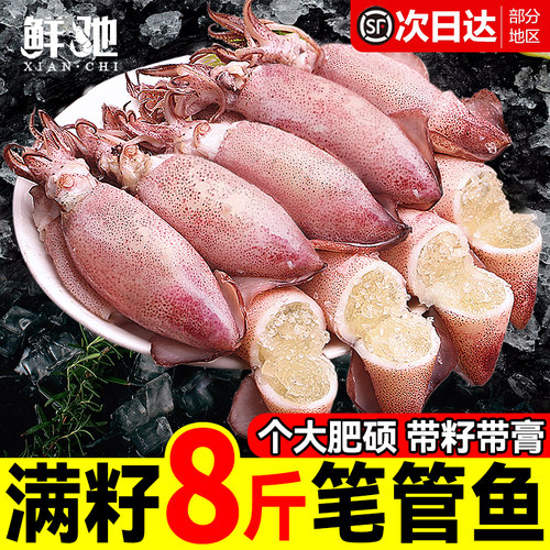 新货满籽笔管鱼大个新鲜海兔籽乌