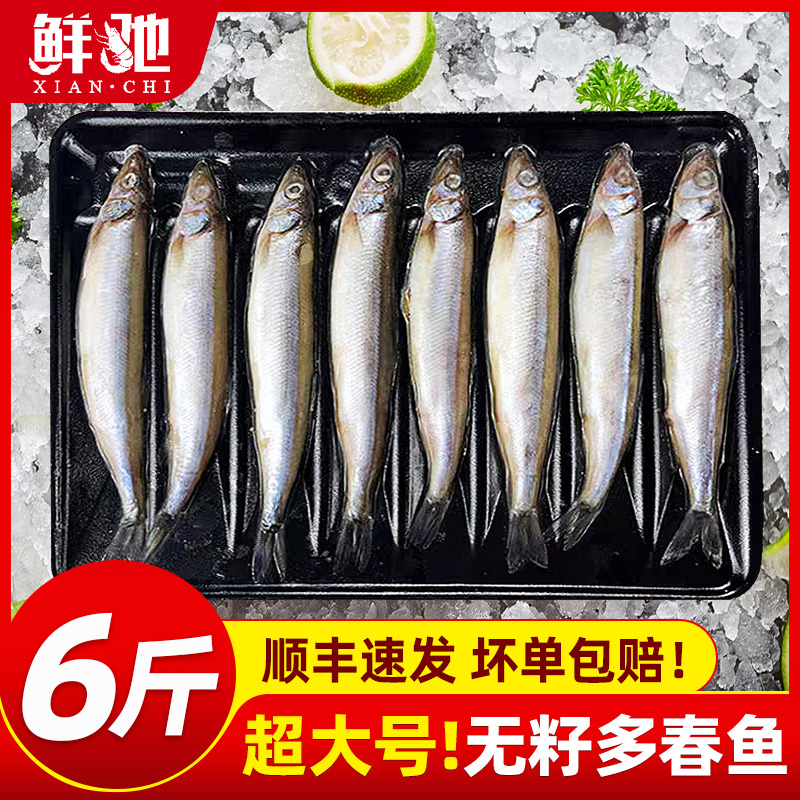 超大多春鱼无籽新鲜冷冻烧烤食材