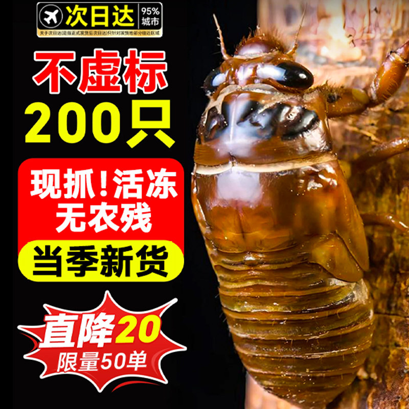 2025新货知了猴鲜活速冻万人回购
