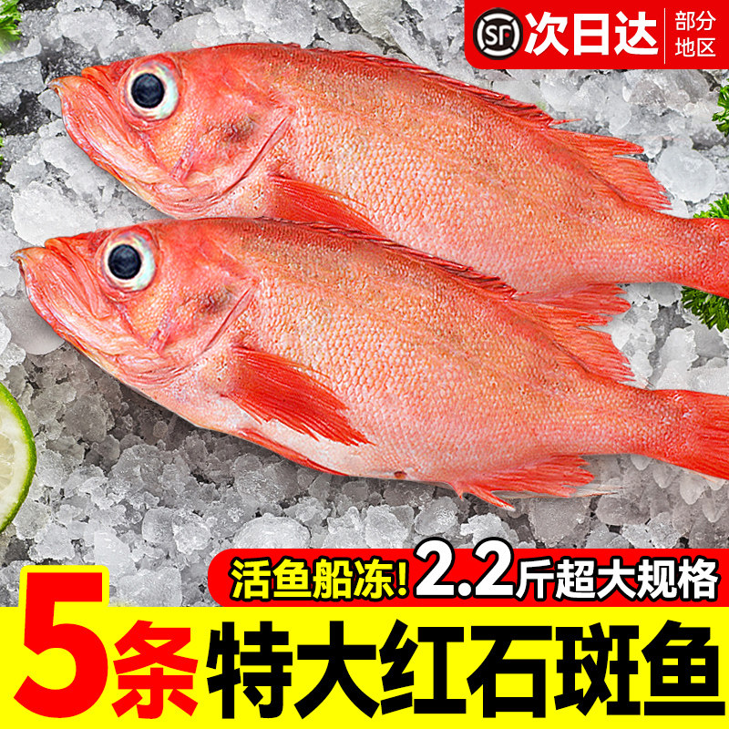 最后一天！限时抢！红石斑鱼