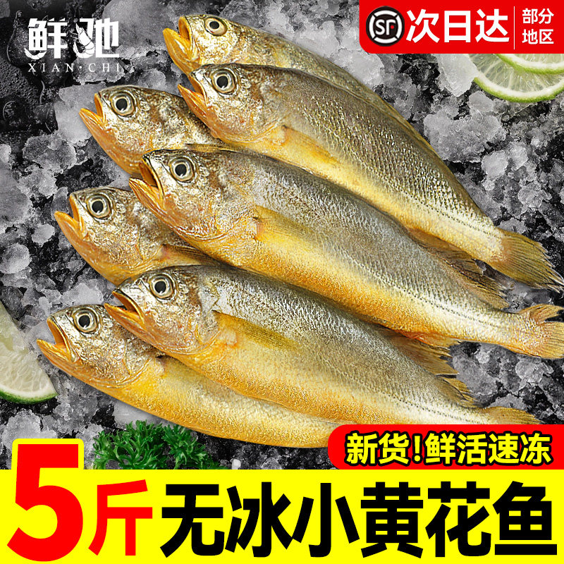 小黄花鱼新鲜冷冻5斤烧烤大黄鱼青岛生鲜活海鱼海鲜整箱商用批发